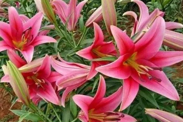 百合花有哪些种类，常见的有香水百合、卷丹百合等