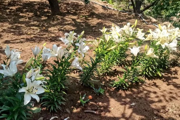 百合花有哪些种类，常见的有香水百合、卷丹百合等