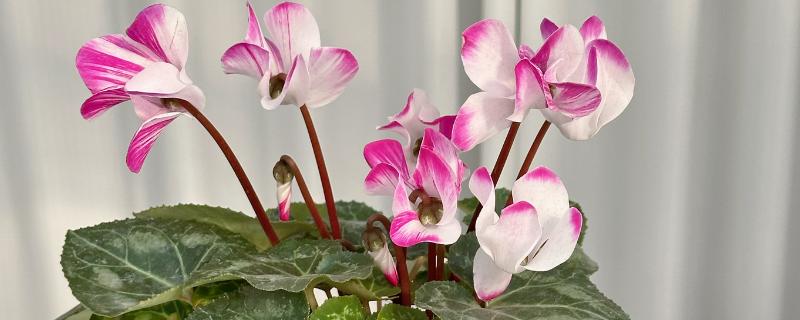 如何区分仙客来死了还是休眠，可根据球根的软硬程度判断