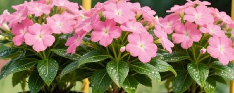 水梅花的养殖方法，每隔5-7天浇一次水