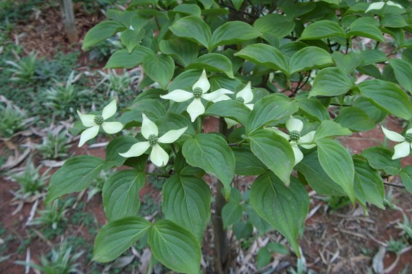 四照花如何养殖,将其放在半阴的环境中养护