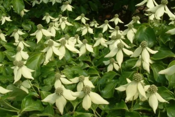 四照花如何养殖,将其放在半阴的环境中养护