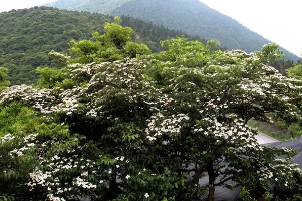 四照花如何养殖,将其放在半阴的环境中养护