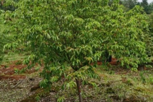 四照花如何养殖,将其放在半阴的环境中养护