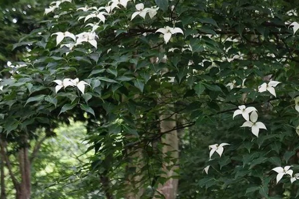 四照花如何养殖,将其放在半阴的环境中养护