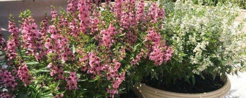 金鱼草怎么繁殖，以播种和扦插为主