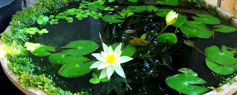 睡莲的种植方法,浸种后再撒播