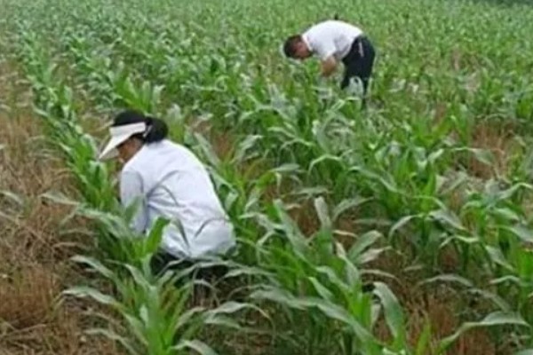 玉米覆盖地膜的田间管理技术，覆盖地膜后依然要做好除草工作