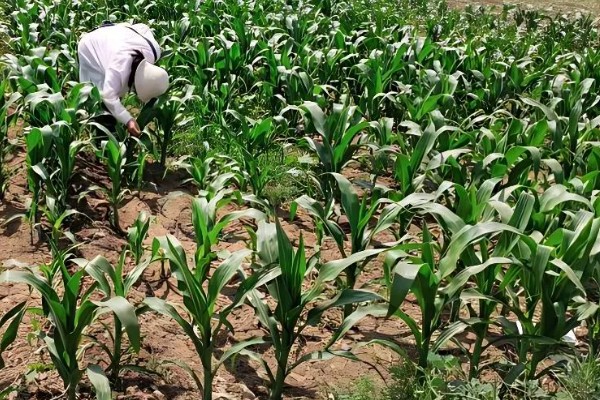 玉米覆盖地膜的田间管理技术，覆盖地膜后依然要做好除草工作
