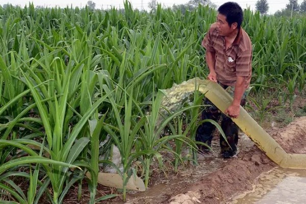 玉米覆盖地膜的田间管理技术，覆盖地膜后依然要做好除草工作
