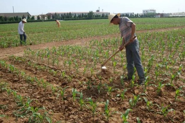 玉米覆盖地膜的田间管理技术，覆盖地膜后依然要做好除草工作
