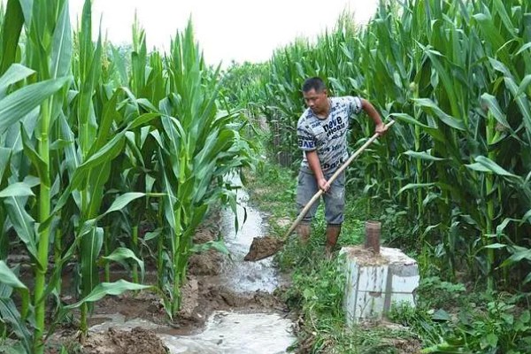 玉米覆盖地膜的田间管理技术，覆盖地膜后依然要做好除草工作