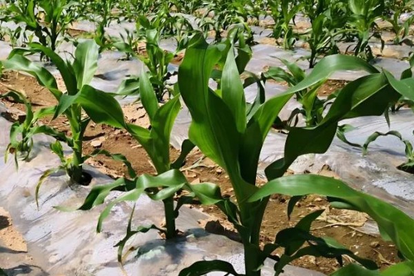 玉米覆盖地膜的田间管理技术，覆盖地膜后依然要做好除草工作