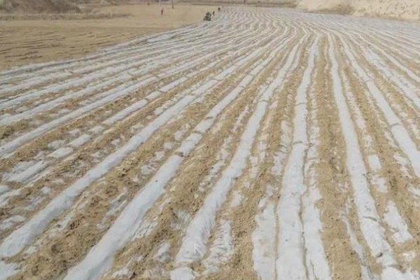 玉米覆盖地膜的田间管理技术，覆盖地膜后依然要做好除草工作