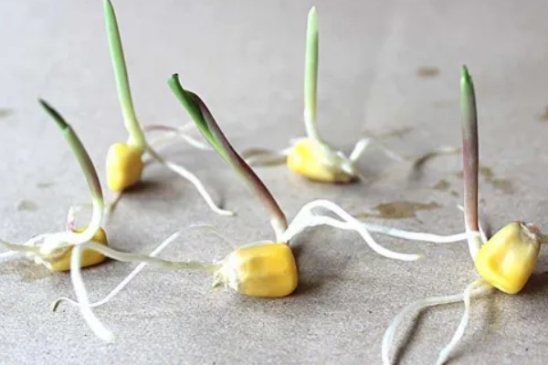 玉米覆盖地膜的田间管理技术，覆盖地膜后依然要做好除草工作