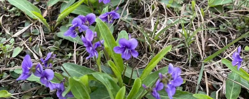 紫花地丁的养殖方法，采用撒播的方法进行播种