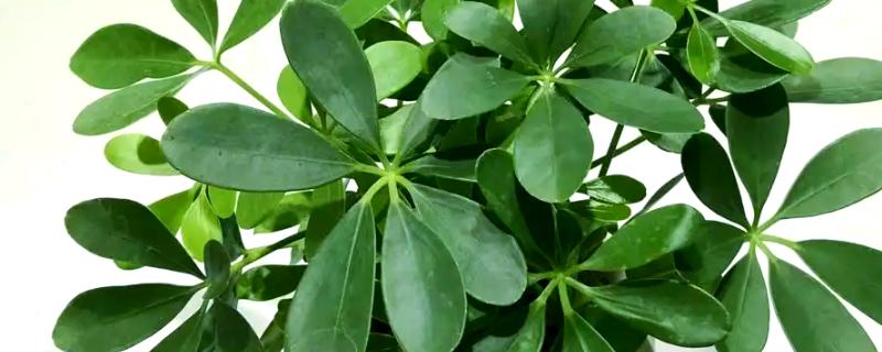 鸭掌木有什么作用，可用来净化空气、装饰环境等