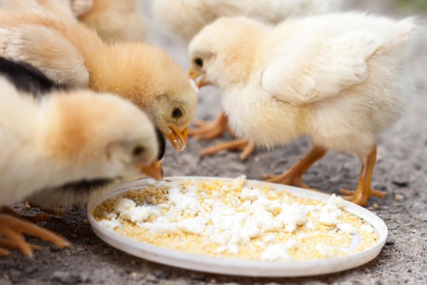 小鸡不吃东西站不起来怎么处理，可适量补钙