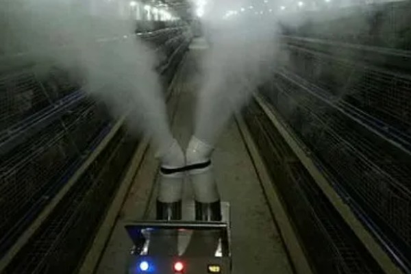 小鸡不吃东西站不起来怎么处理，可适量补钙