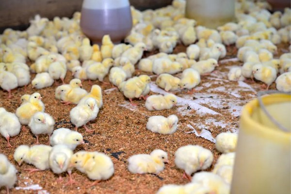 小鸡不吃东西站不起来怎么处理，可适量补钙