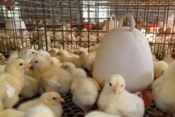 小鸡不吃东西站不起来怎么处理，可适量补钙