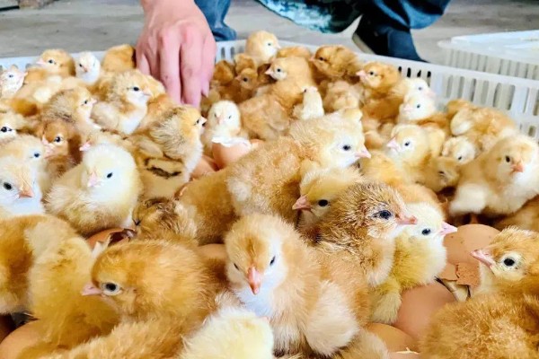 小鸡不吃东西站不起来怎么处理，可适量补钙