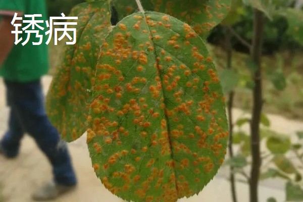 植物病害的症状,不同病害的病症不同