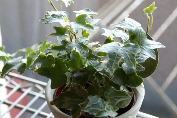 植物病害的症状,不同病害的病症不同