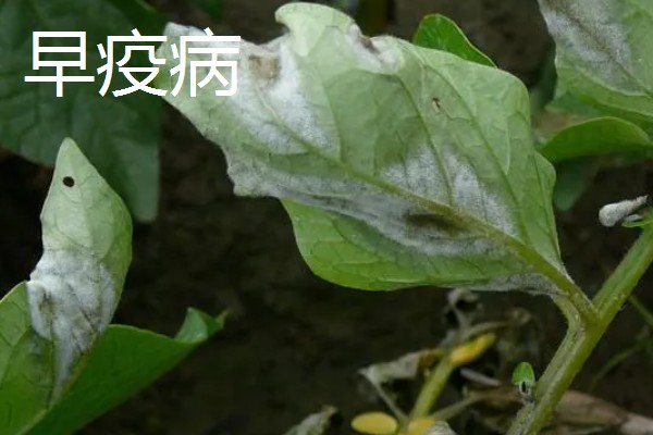 植物病害的症状,不同病害的病症不同