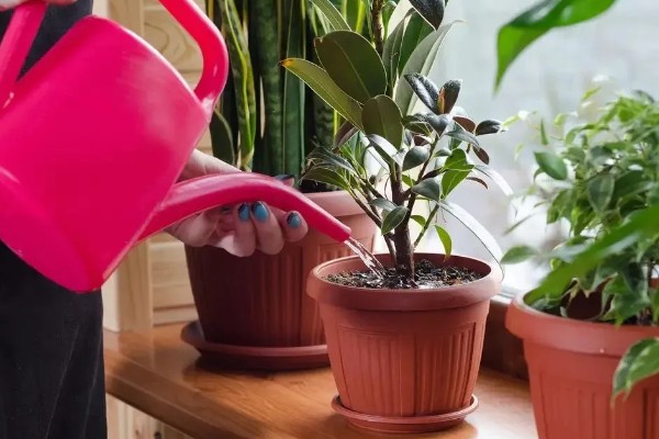 植物病害的症状,不同病害的病症不同