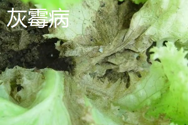植物病害的症状,不同病害的病症不同