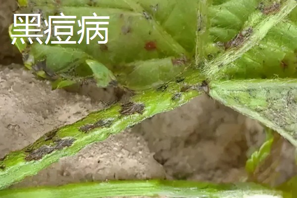 植物病害的症状,不同病害的病症不同