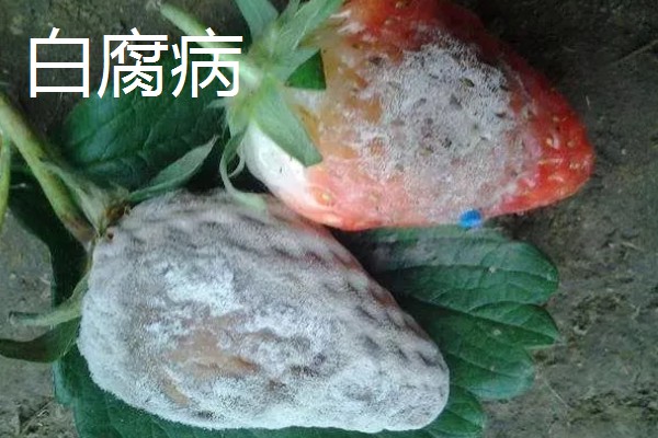 植物病害的症状,不同病害的病症不同