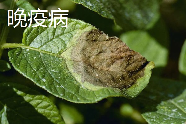 植物病害的症状,不同病害的病症不同