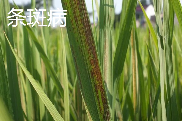 植物病害的症状,不同病害的病症不同