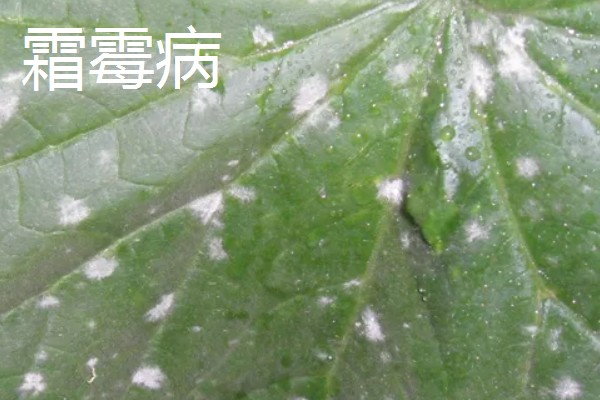 植物病害的症状,不同病害的病症不同