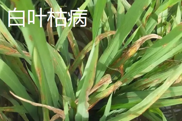 植物病害的症状,不同病害的病症不同