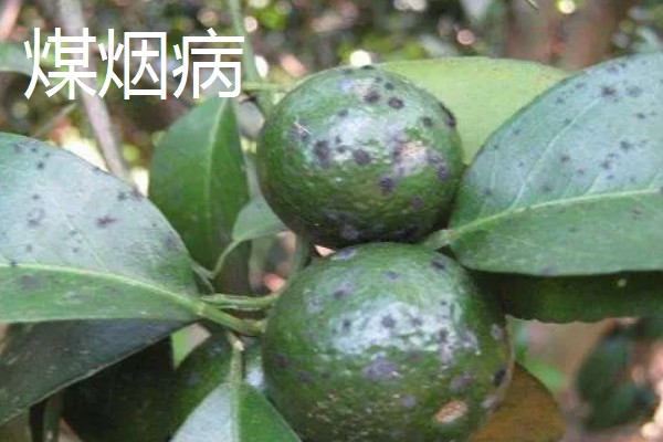 植物病害的症状,不同病害的病症不同