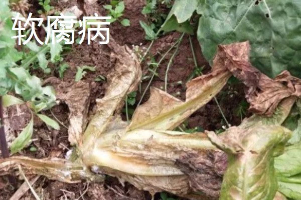 植物病害的症状,不同病害的病症不同