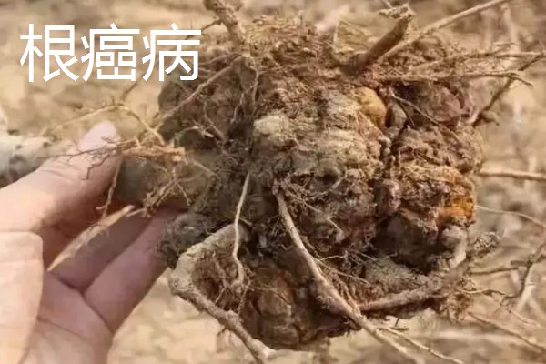植物病害的症状,不同病害的病症不同