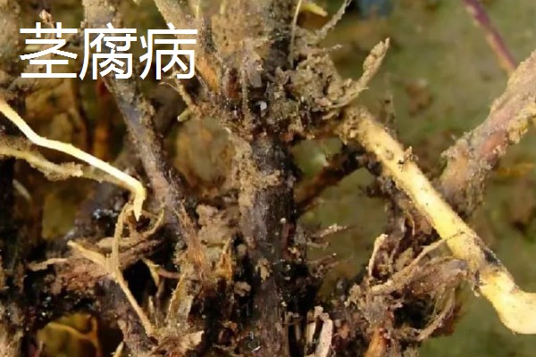 植物病害的症状,不同病害的病症不同