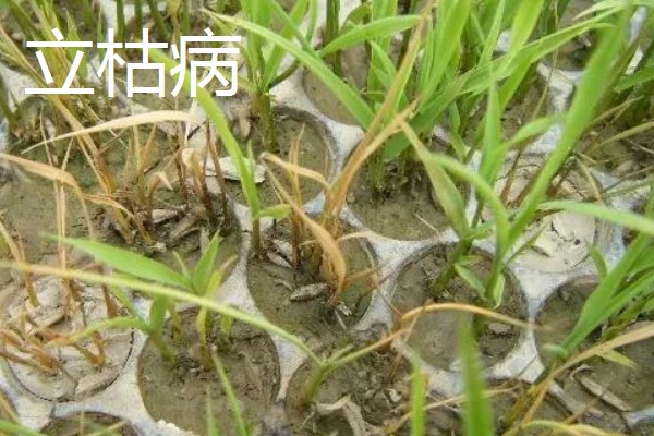 植物病害的症状,不同病害的病症不同