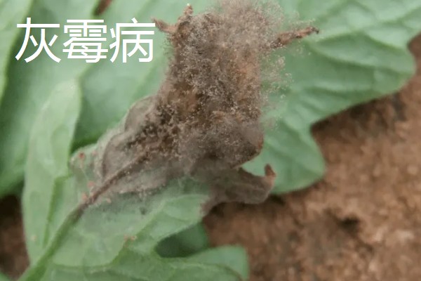 植物病害的症状,不同病害的病症不同