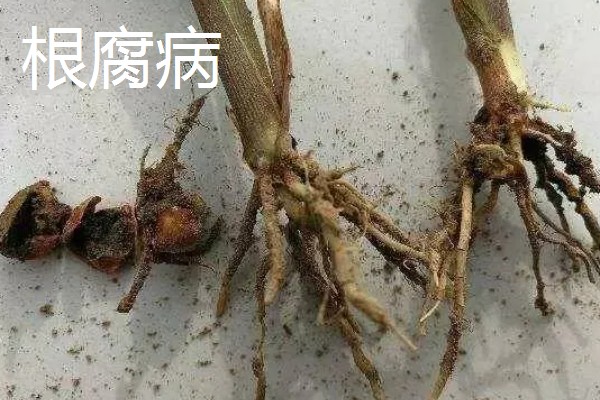 植物病害的症状,不同病害的病症不同