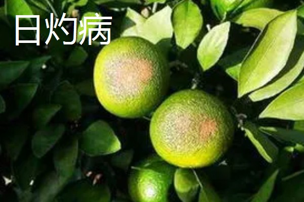 植物病害的症状,不同病害的病症不同