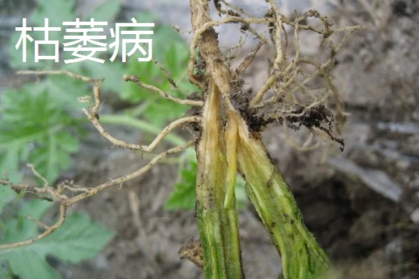 植物病害的症状,不同病害的病症不同