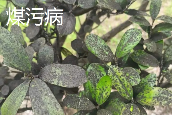 植物病害的症状,不同病害的病症不同