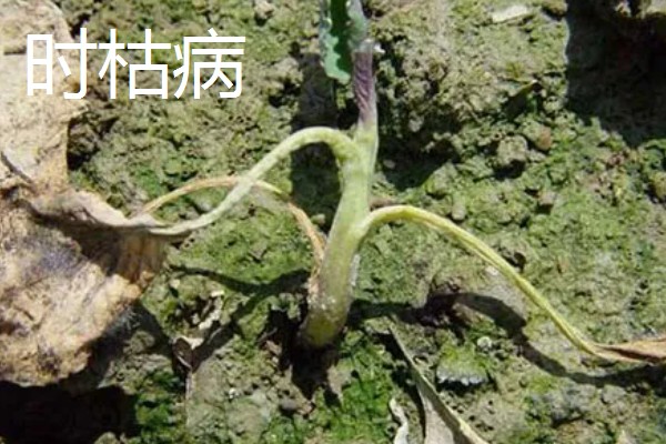 植物病害的症状,不同病害的病症不同