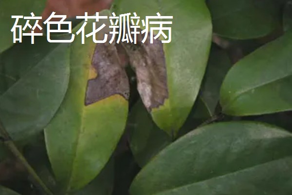 植物病害的症状,不同病害的病症不同