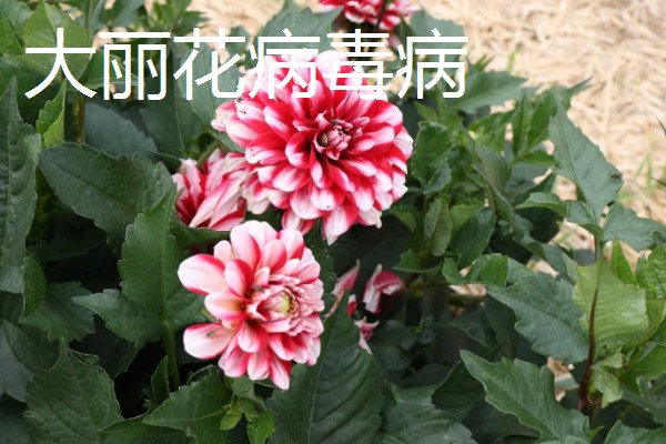 植物病害的症状,不同病害的病症不同